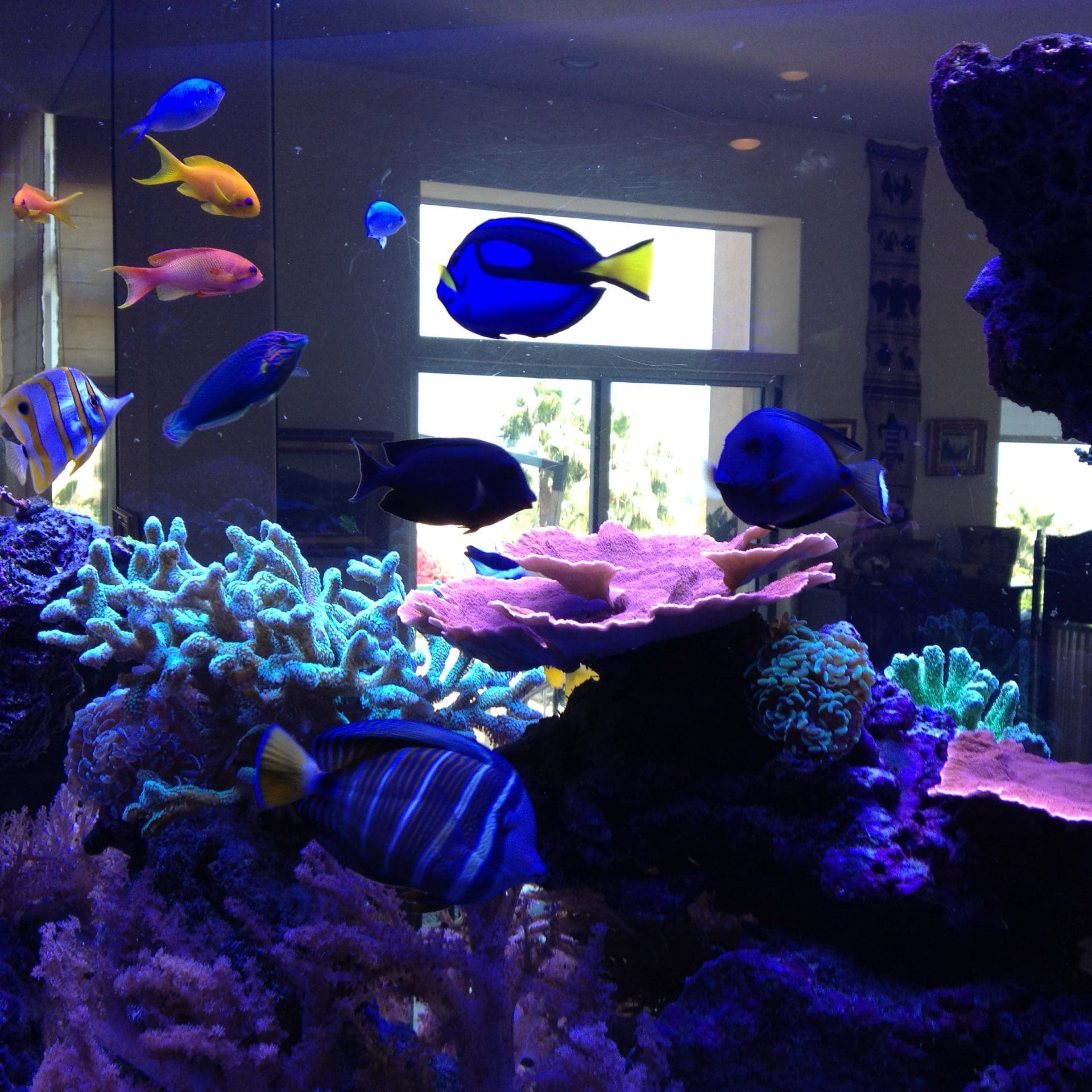 Malibu 300 gallon live coral reef aquarium Malibu 300 gallon live coral reef aquarium