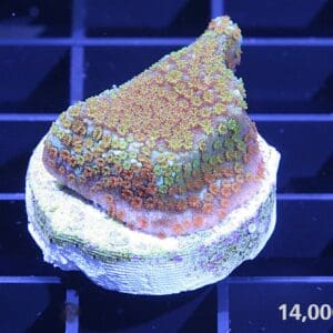 Rainbow Montipora 14k, coral frag, farmed coral, aquarium coral