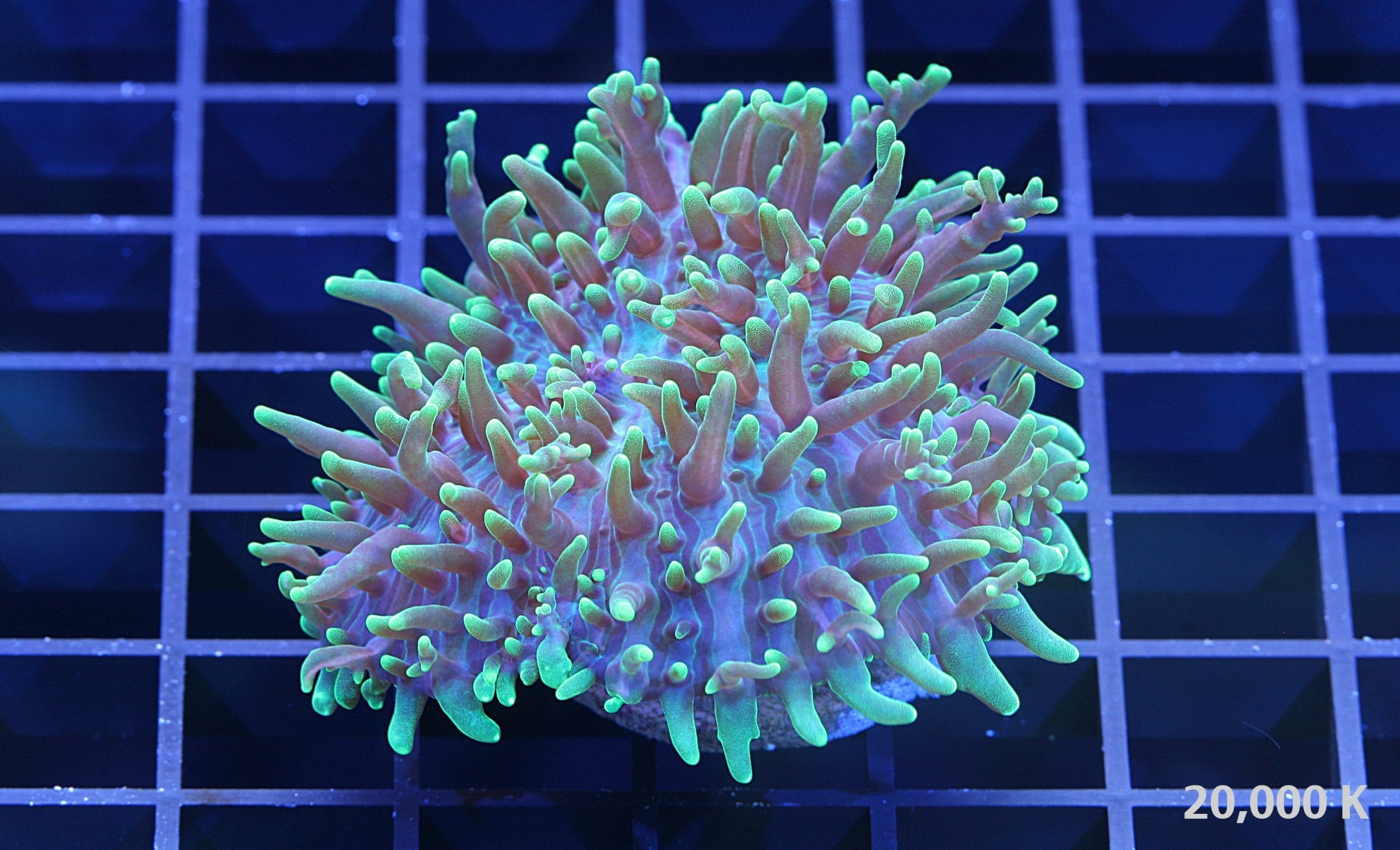小物 SOL x FUC Hairy Globes Hairy Green Mushroom | Doc Aquarium