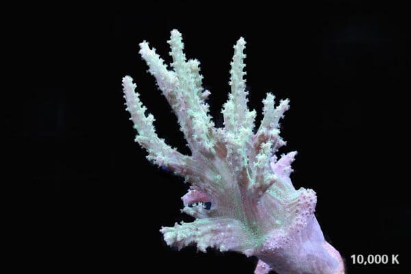 Green Finger Coral Sinularia sp. - Image 3
