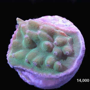Purple Polyp Turbinaria