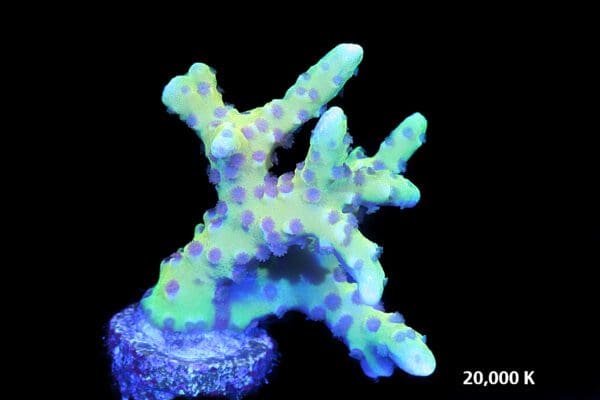 Goldenrod Anacropora - Image 3