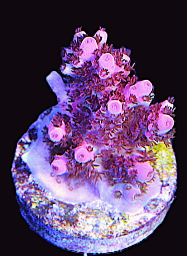 The Pink Table Acropora sp.