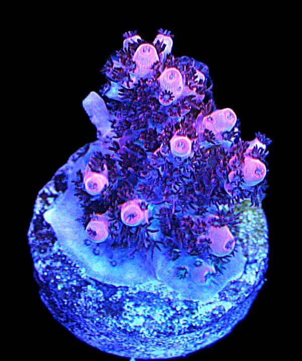 The Pink Table Acropora sp. - Image 2