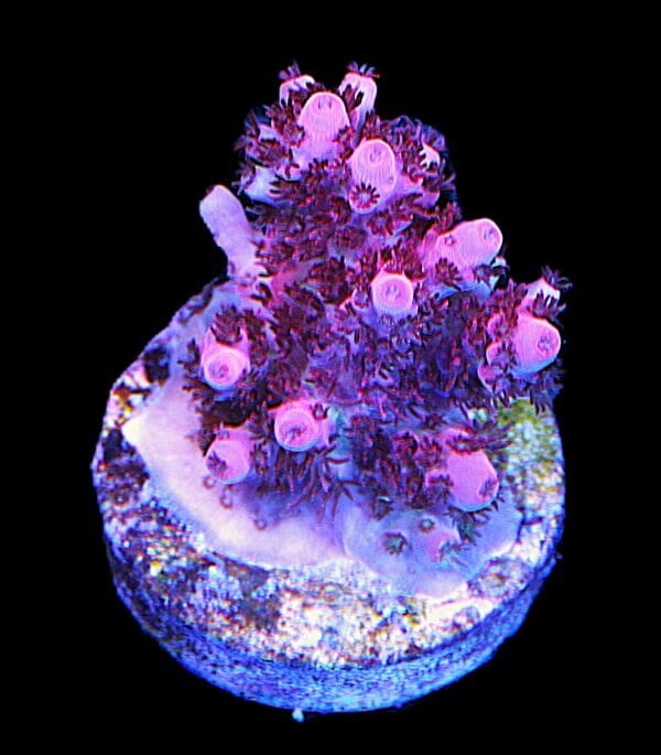The Pink Table Acropora sp. - Image 3