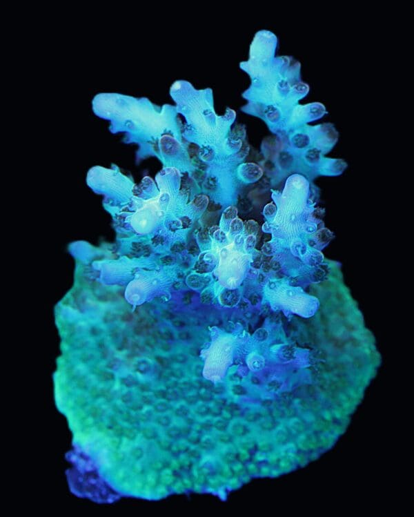 Tricolor acropora - Image 2