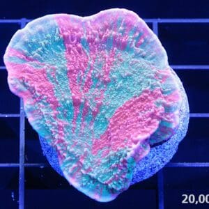 Grafted montipora capricornis 20k, protein infused montipora, protein infected montipora