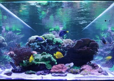 1000 gallon peninsula reef aquarium end shot
