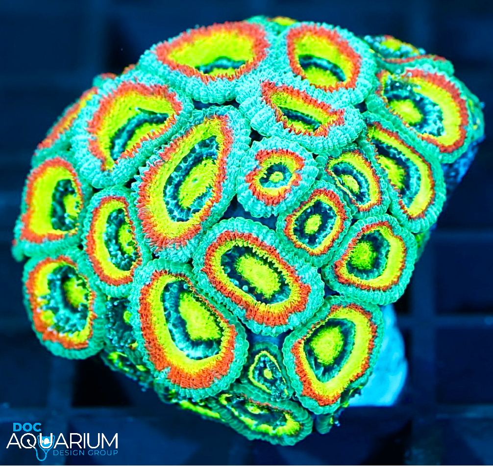 Jason Fox Micromussa Holy Grail | Doc Aquarium