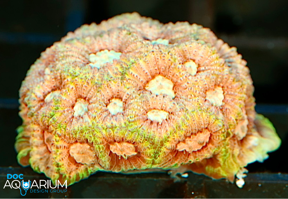 Pink Lemonade Favia