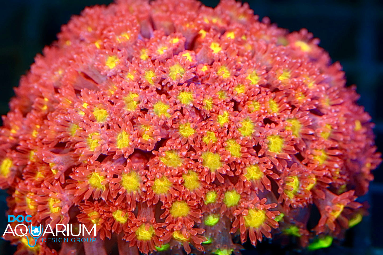 Fruit Loops Micro Goniopora