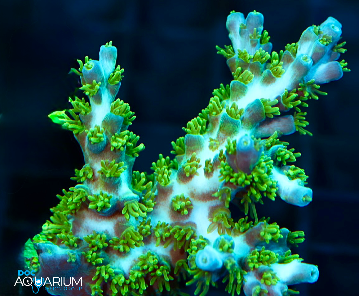 Green shag Acropora Tenuis