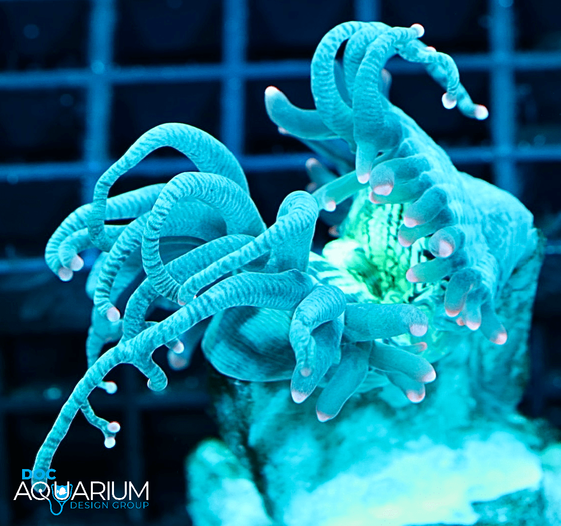 Tyree Pink Tip Elegance coral