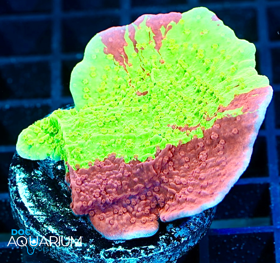 Jawbreaker Monitpora Capricornis